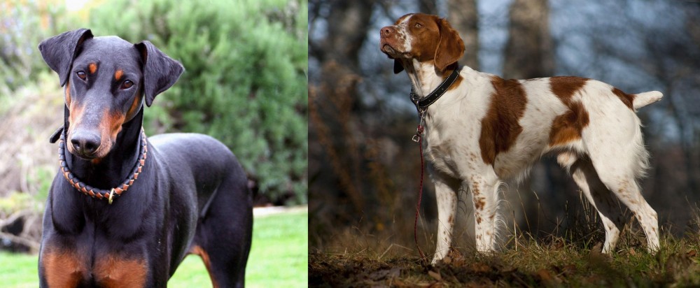 Brittany vs Doberman Pinscher - Breed Comparison