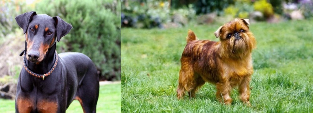 Brussels Griffon vs Doberman Pinscher - Breed Comparison