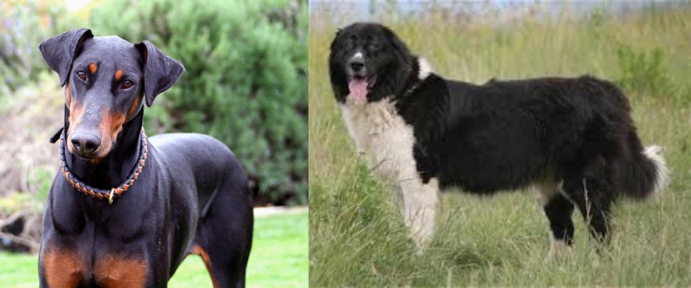 Bulgarian Shepherd vs Doberman Pinscher - Breed Comparison