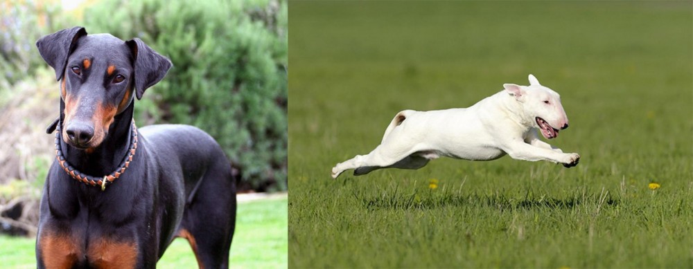 Bull Terrier vs Doberman Pinscher - Breed Comparison