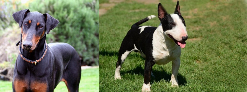 Bull Terrier Miniature vs Doberman Pinscher - Breed Comparison