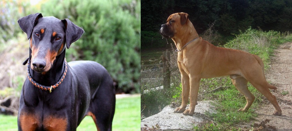 Bullmastiff vs Doberman Pinscher - Breed Comparison