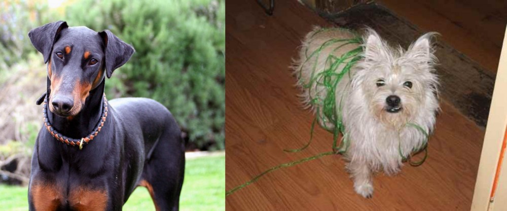 Cairland Terrier vs Doberman Pinscher - Breed Comparison