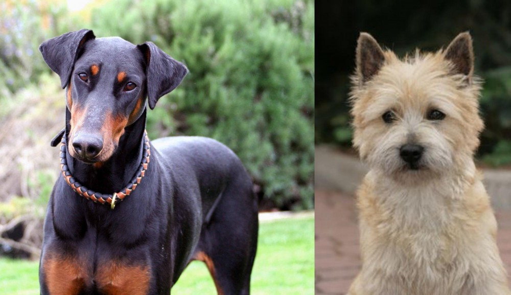 Cairn Terrier vs Doberman Pinscher - Breed Comparison