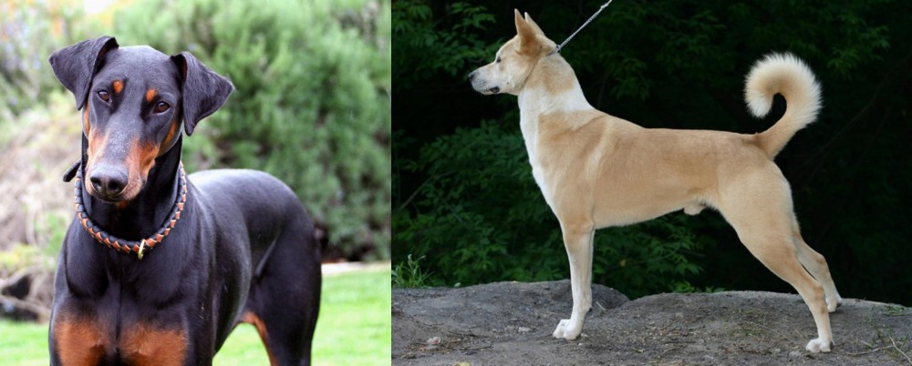 Canaan Dog vs Doberman Pinscher - Breed Comparison