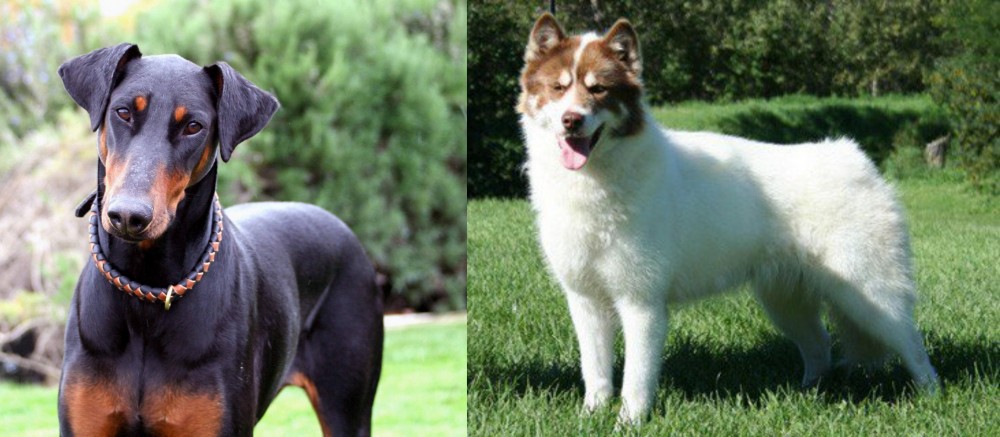 Canadian Eskimo Dog vs Doberman Pinscher - Breed Comparison