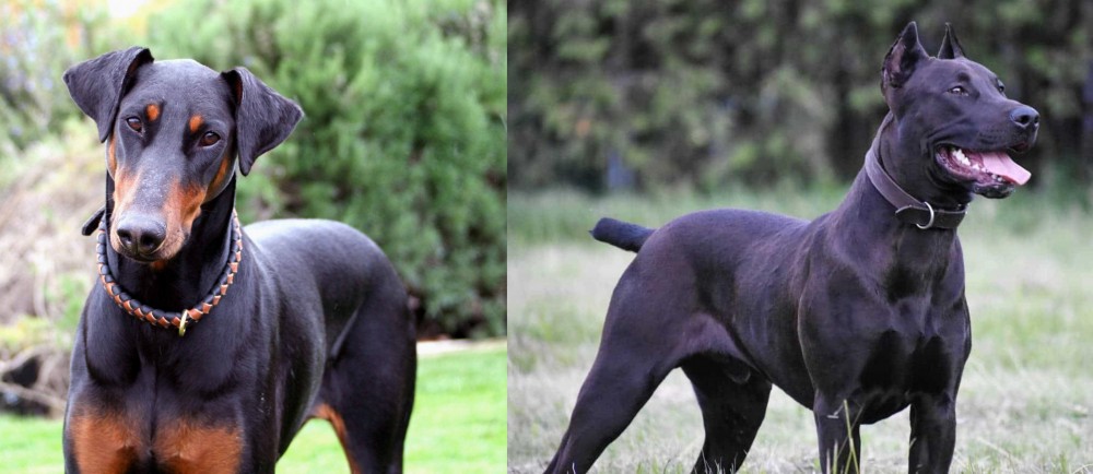 Canis Panther vs Doberman Pinscher - Breed Comparison