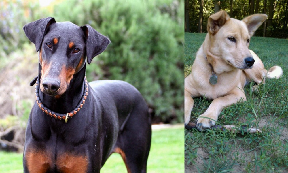 Carolina Dog vs Doberman Pinscher - Breed Comparison