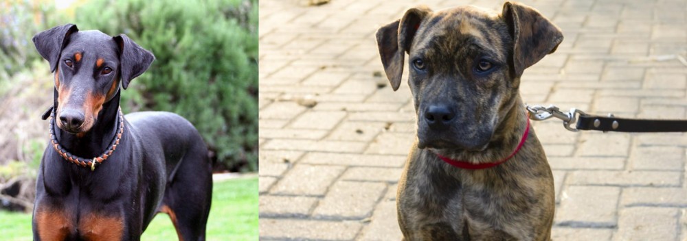 Catahoula Bulldog vs Doberman Pinscher - Breed Comparison