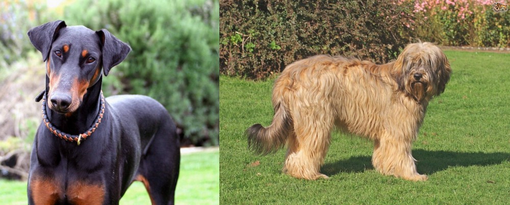 Catalan Sheepdog vs Doberman Pinscher - Breed Comparison