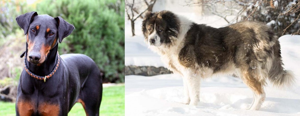 Caucasian Shepherd vs Doberman Pinscher - Breed Comparison