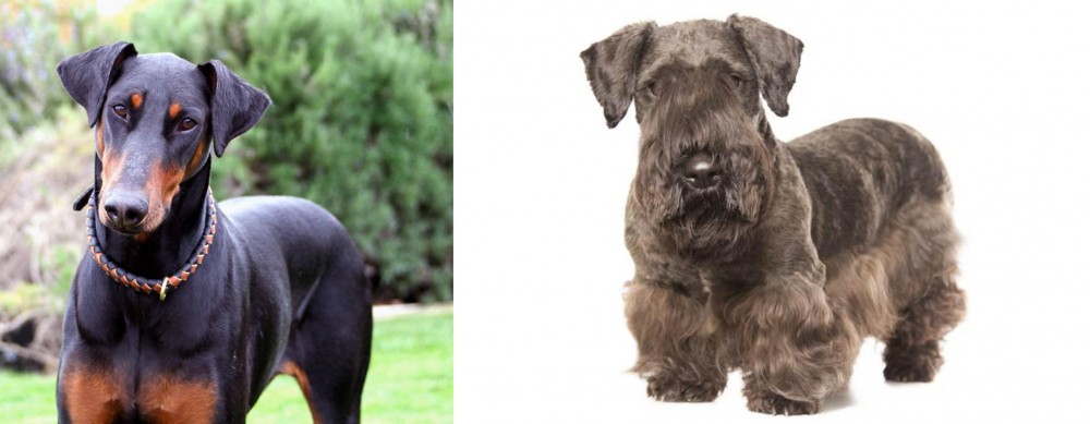 Cesky Terrier vs Doberman Pinscher - Breed Comparison