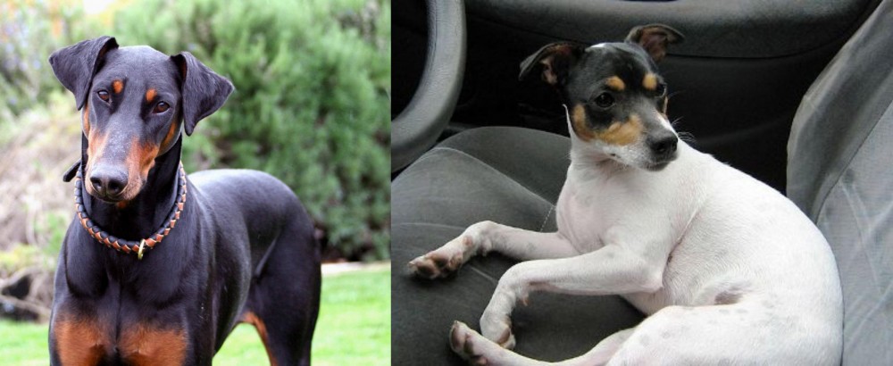 Chilean Fox Terrier vs Doberman Pinscher - Breed Comparison