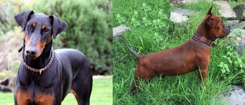 Chinese Chongqing Dog vs Doberman Pinscher - Breed Comparison