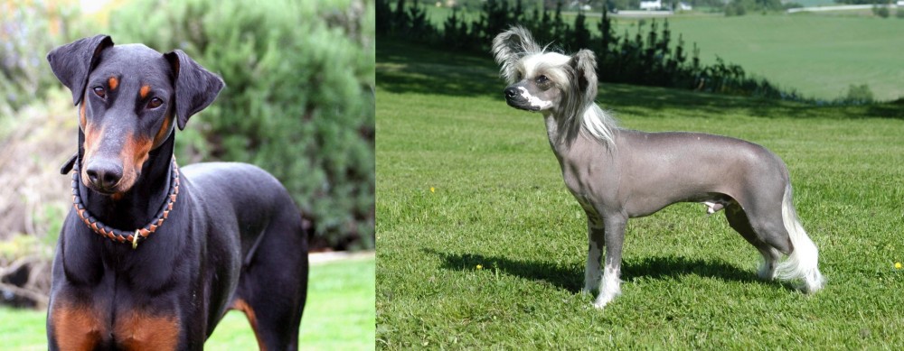 Chinese Crested Dog vs Doberman Pinscher - Breed Comparison