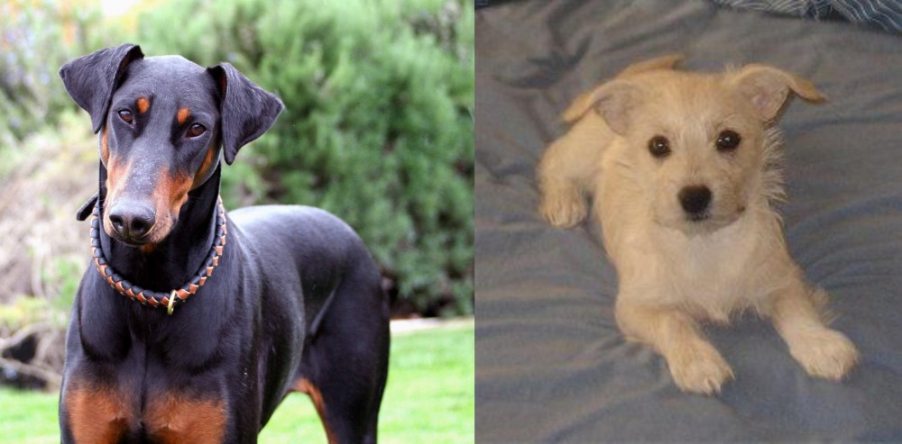 Chipoo vs Doberman Pinscher - Breed Comparison