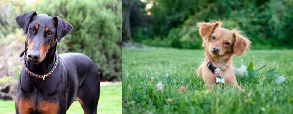 Chiweenie vs Doberman Pinscher - Breed Comparison