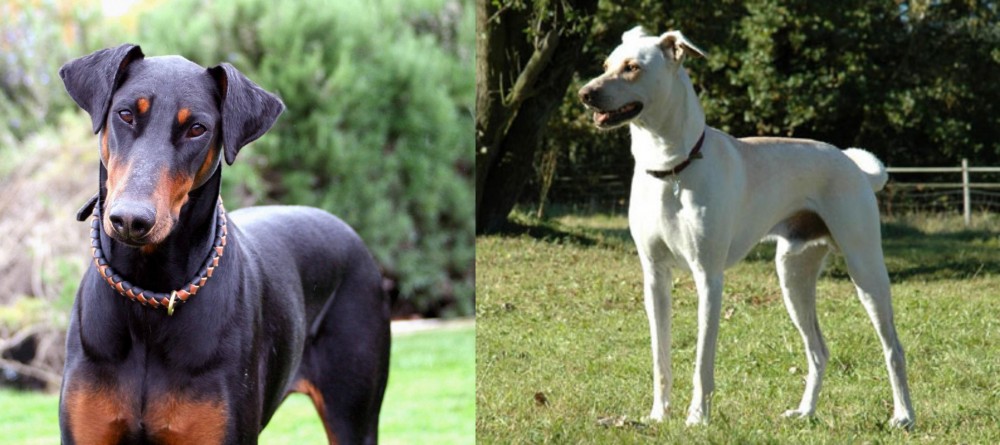 Cretan Hound vs Doberman Pinscher - Breed Comparison