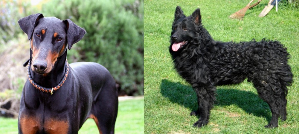 Croatian Sheepdog vs Doberman Pinscher - Breed Comparison