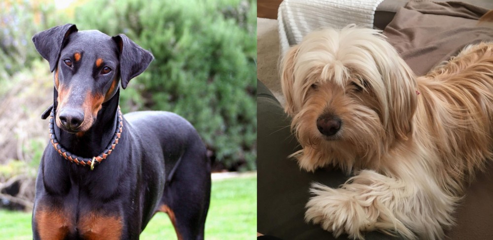 Cyprus Poodle vs Doberman Pinscher - Breed Comparison