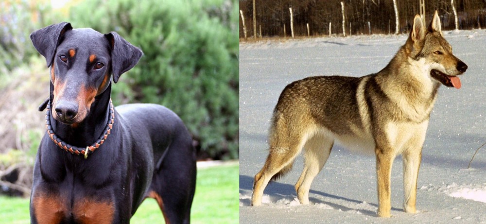 Czechoslovakian Wolfdog vs Doberman Pinscher - Breed Comparison