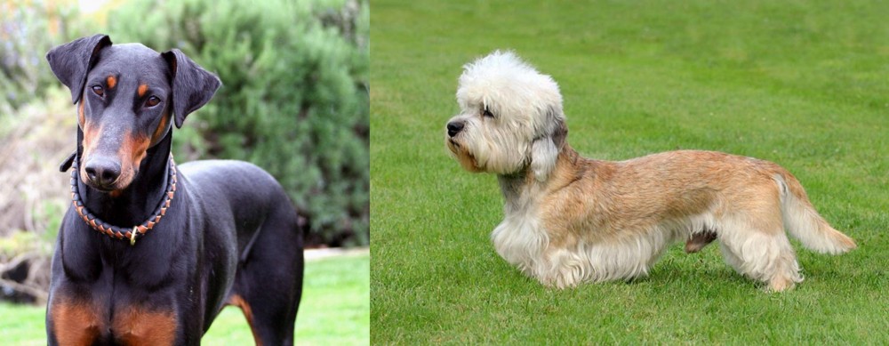 Dandie Dinmont Terrier vs Doberman Pinscher - Breed Comparison