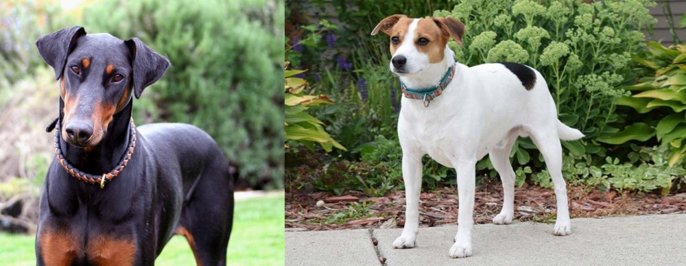 Danish Swedish Farmdog vs Doberman Pinscher - Breed Comparison