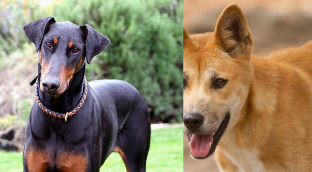 Dingo vs Doberman Pinscher - Breed Comparison