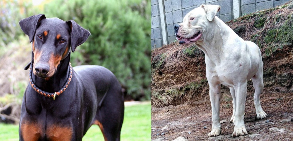 Dogo Guatemalteco vs Doberman Pinscher - Breed Comparison
