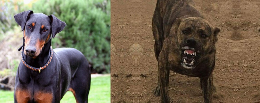 Dogo Sardesco vs Doberman Pinscher - Breed Comparison