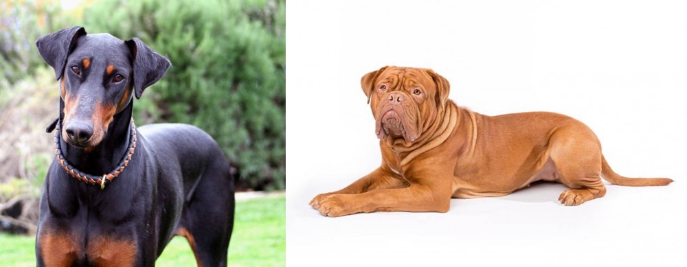 Dogue De Bordeaux vs Doberman Pinscher - Breed Comparison