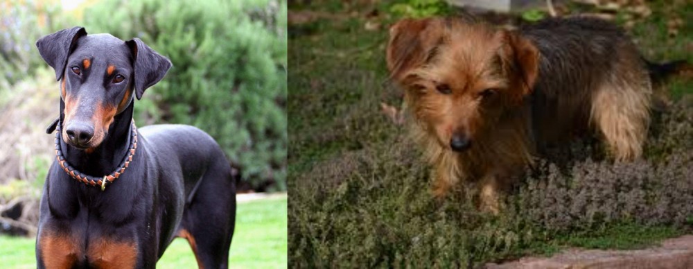 Dorkie vs Doberman Pinscher - Breed Comparison