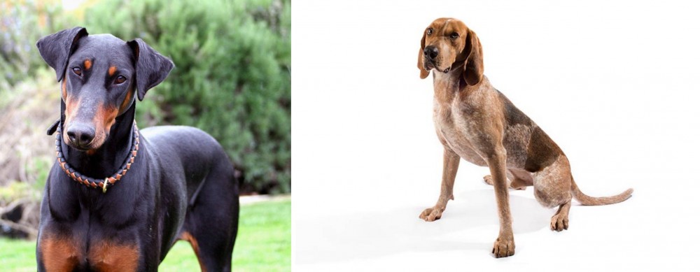 English Coonhound vs Doberman Pinscher - Breed Comparison