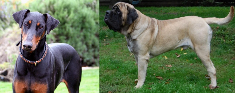 English Mastiff vs Doberman Pinscher - Breed Comparison