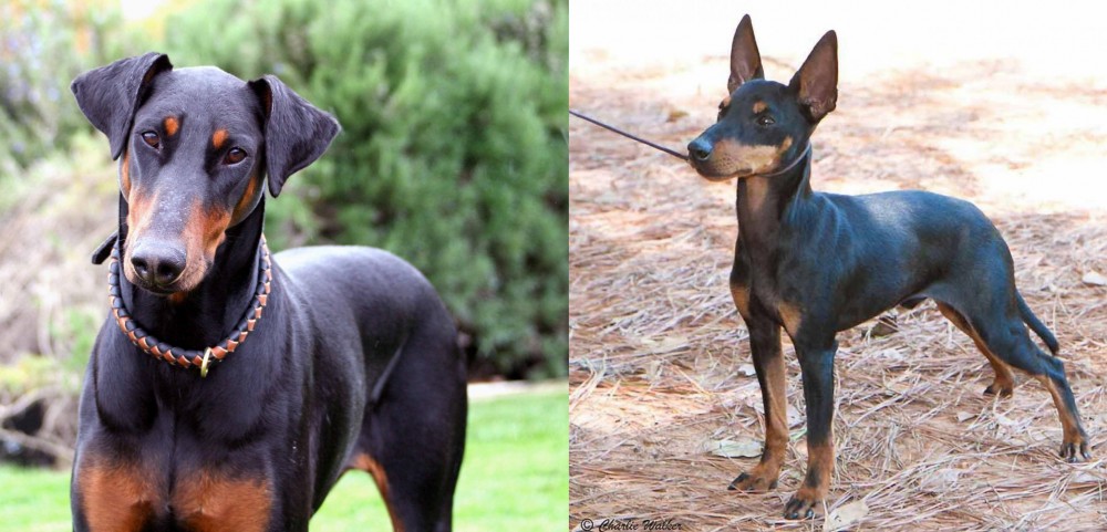 English Toy Terrier (Black & Tan) vs Doberman Pinscher - Breed Comparison