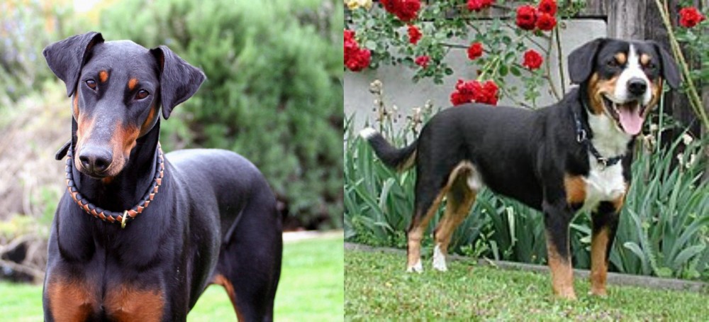 Entlebucher Mountain Dog vs Doberman Pinscher - Breed Comparison