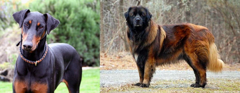 Estrela Mountain Dog vs Doberman Pinscher - Breed Comparison