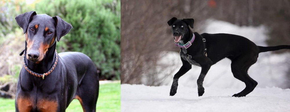 Eurohound vs Doberman Pinscher - Breed Comparison