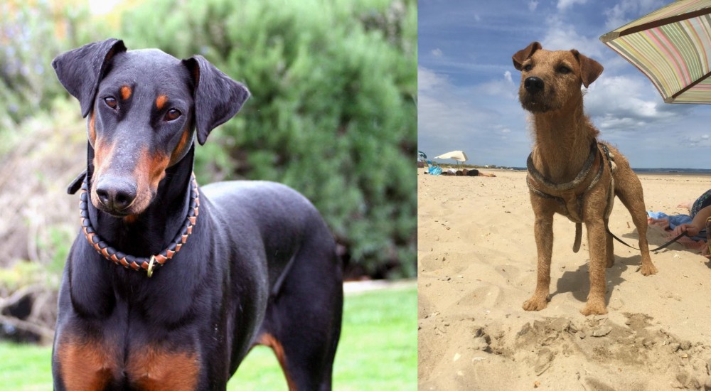 Fell Terrier vs Doberman Pinscher - Breed Comparison