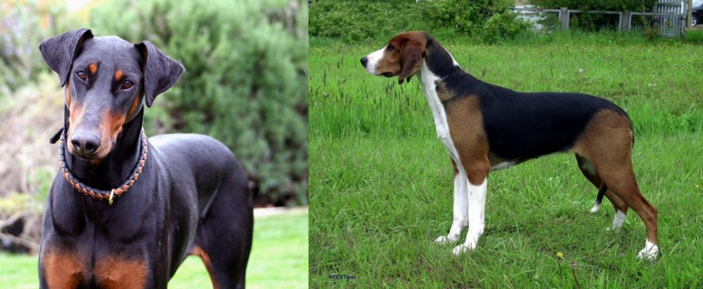 Finnish Hound vs Doberman Pinscher - Breed Comparison