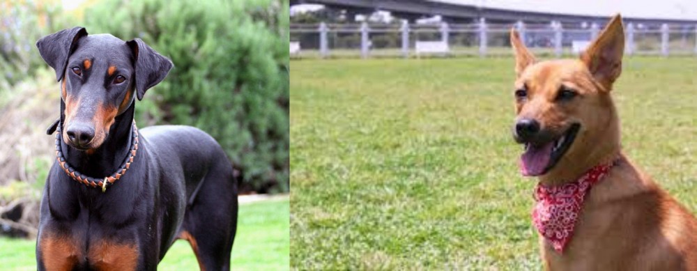 Formosan Mountain Dog vs Doberman Pinscher - Breed Comparison