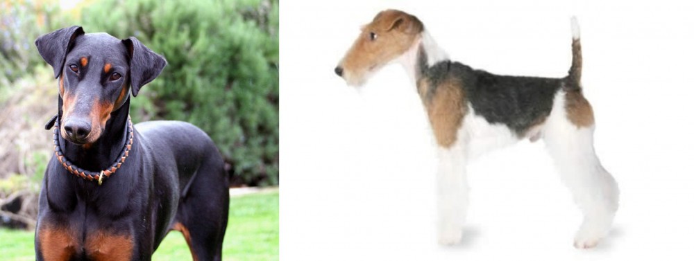 Fox Terrier vs Doberman Pinscher - Breed Comparison