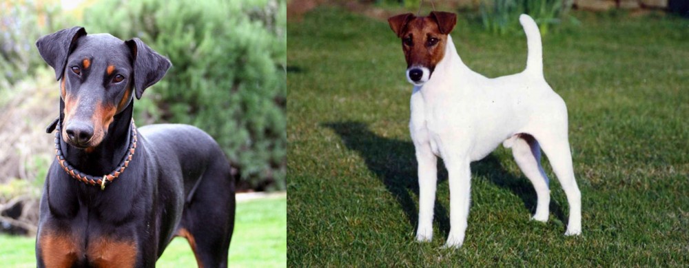 Fox Terrier (Smooth) vs Doberman Pinscher - Breed Comparison
