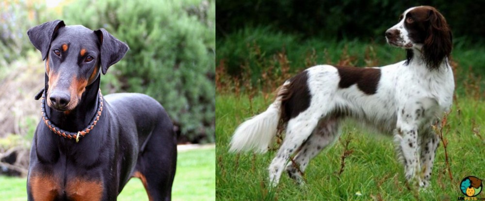 French Spaniel vs Doberman Pinscher - Breed Comparison