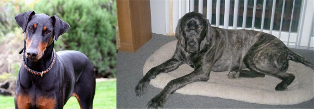 Giant Maso Mastiff vs Doberman Pinscher - Breed Comparison