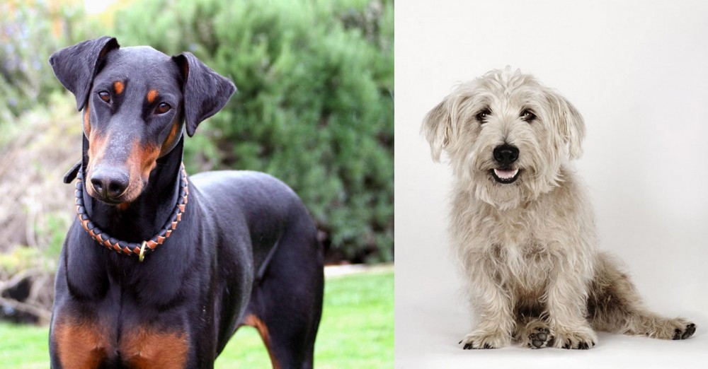 Glen of Imaal Terrier vs Doberman Pinscher - Breed Comparison