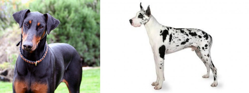 Great Dane vs Doberman Pinscher - Breed Comparison
