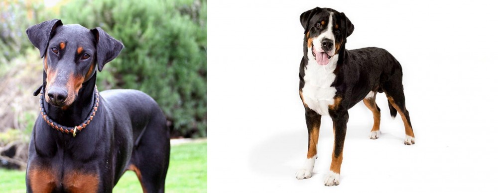 Greater Swiss Mountain Dog vs Doberman Pinscher - Breed Comparison