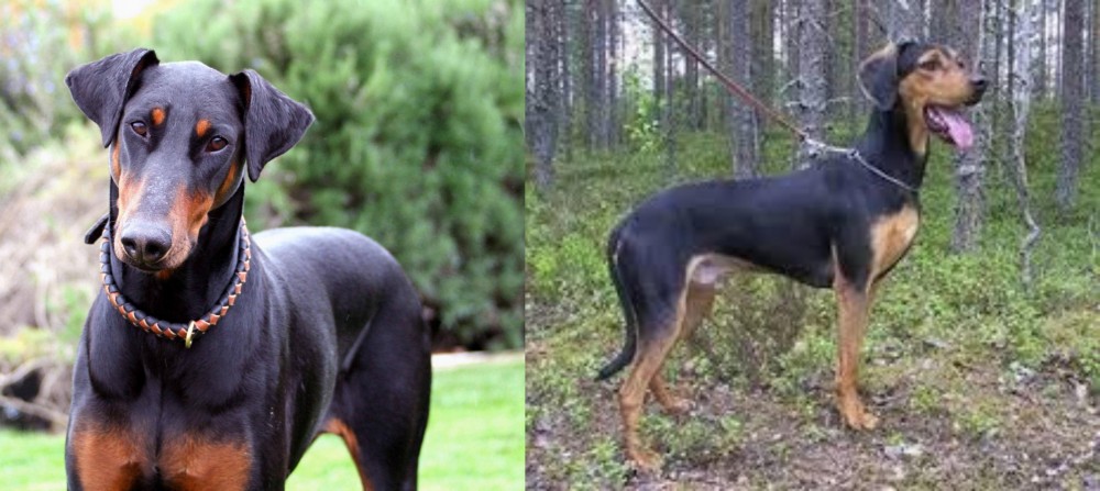 Greek Harehound vs Doberman Pinscher - Breed Comparison