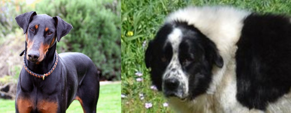 Greek Sheepdog vs Doberman Pinscher - Breed Comparison